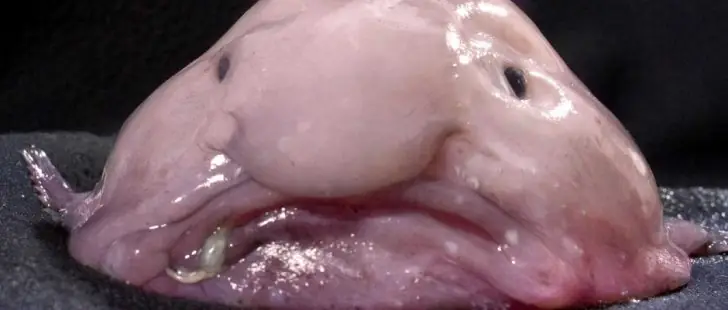 the top funniest-looking animals in the world