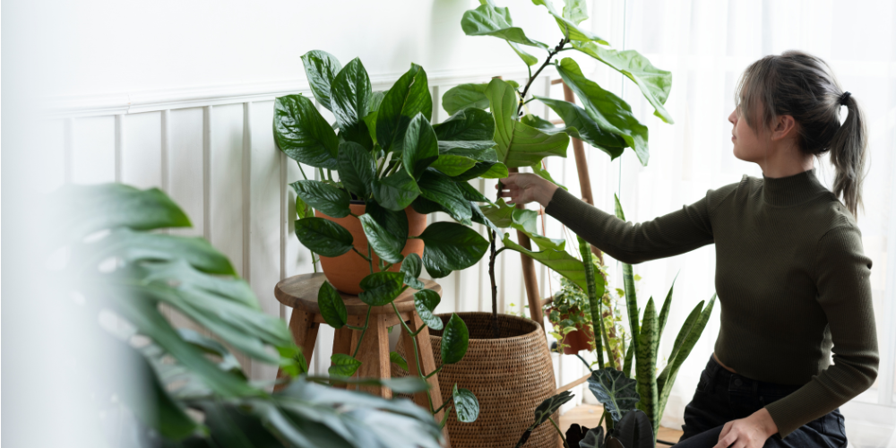 DIY Aluminum Foil Hack to Keep Your Houseplants Healthy