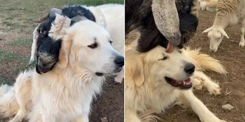 Meet Francis, the Goat Who Can’t Get Enough of His Dog Friend